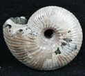 Iridescent Ammonite (Eboraciceras) Fossil - Russia #34620-1